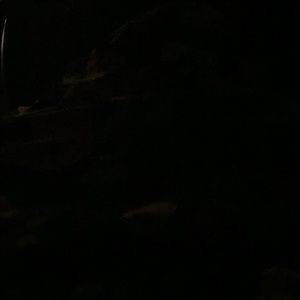 Meet your Posher, Nikki